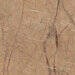 Imola Ceramica The Rock Breccia Imperiale
