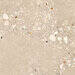Sant Agostino Logico Outdoor Cosmo Sand