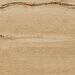 Ragno Woodtale Miele